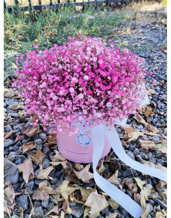 CAJA CIRCULAR GYPSOPHILIA