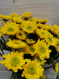 Flores amarillas ¿Por qué se regalan el 21 de septiembre y cuál es su significado?